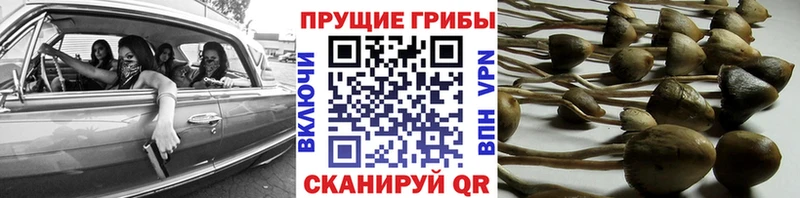 что такое   Туран  Галлюциногенные грибы прущие грибы 